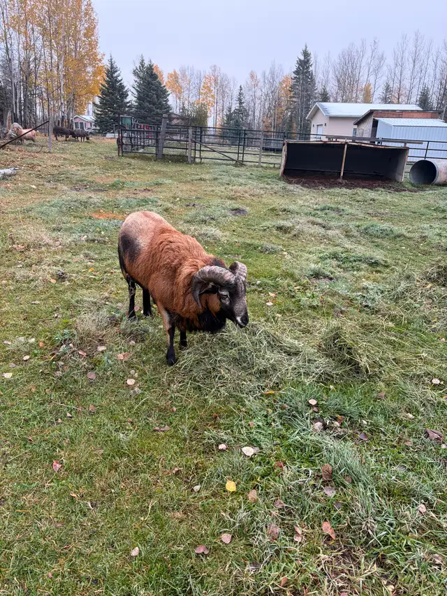 American Black Belly Ram