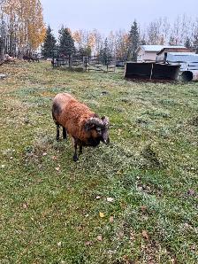 American Black Belly Ram