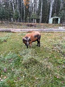 American Black Belly Ram - Photo 2
