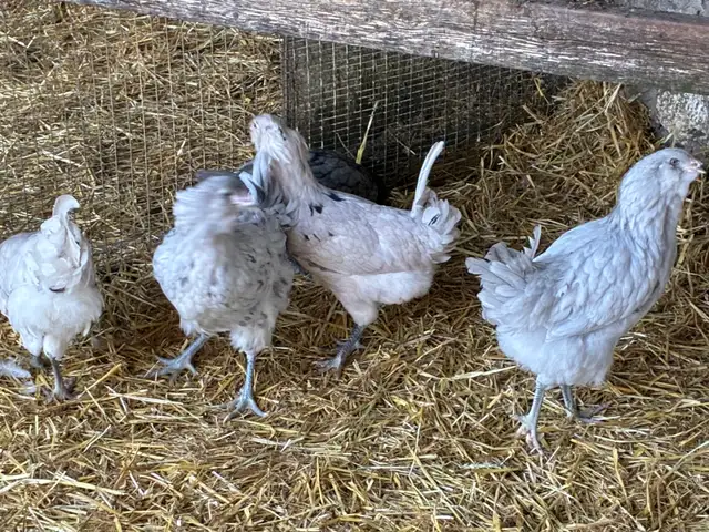 Young chicken hens