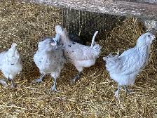 Young chicken hens