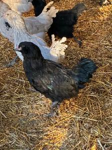 Young chicken hens - Photo 2