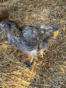 Young chicken hens - Photo 3