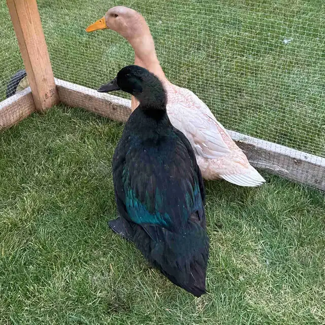 Cayuga ducks