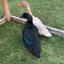 Cayuga ducks