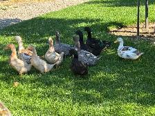 Cayuga ducks - Photo 2