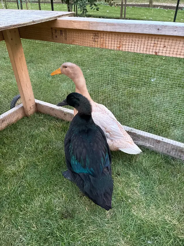 Buff Orpington ducks