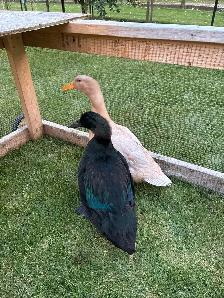 Buff Orpington ducks