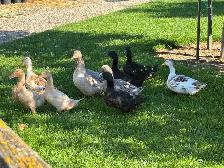 Buff Orpington ducks - Photo 2