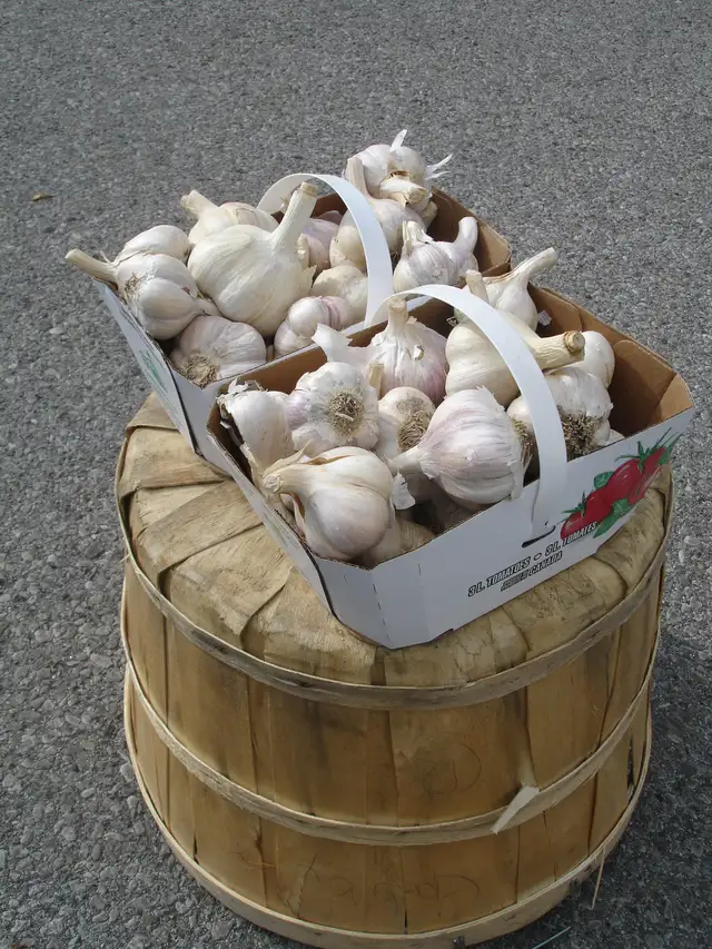FRESH ORGANIC GARLIC FOR SALE HURRY SELLING QUICK!