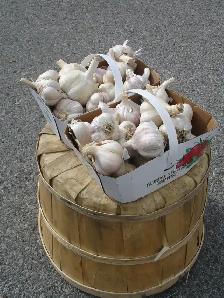FRESH ORGANIC GARLIC FOR SALE HURRY SELLING QUICK!
