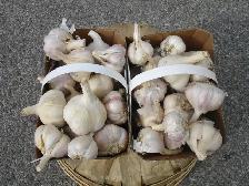 FRESH ORGANIC GARLIC FOR SALE HURRY SELLING QUICK! - Photo 2