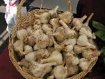 FRESH ORGANIC GARLIC FOR SALE HURRY SELLING QUICK! - Photo 3