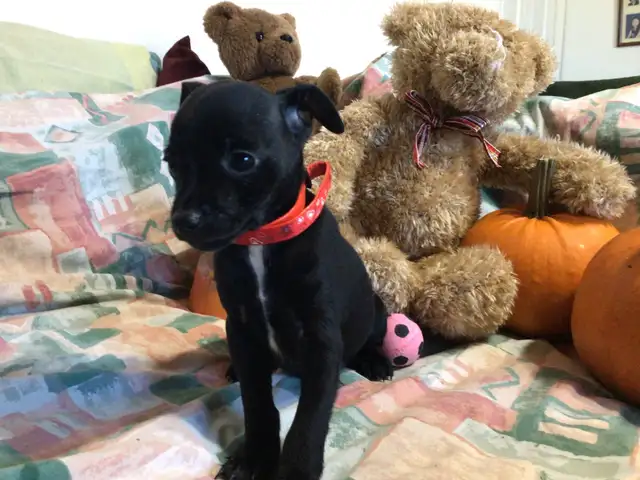 ~~~  Mini Pin X Chihuahua  For Sale ~~~