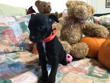 ~~~  Mini Pin X Chihuahua  For Sale ~~~