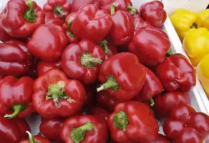 LAST PICK RED SWEET BELL PEPPERS FOR SALE $28.00 A BUSHEL!
