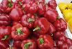 LAST PICK RED SWEET BELL PEPPERS FOR SALE $28.00 A BUSHEL!
