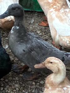 Silver Appleyard and Swedish blue - Photo 2