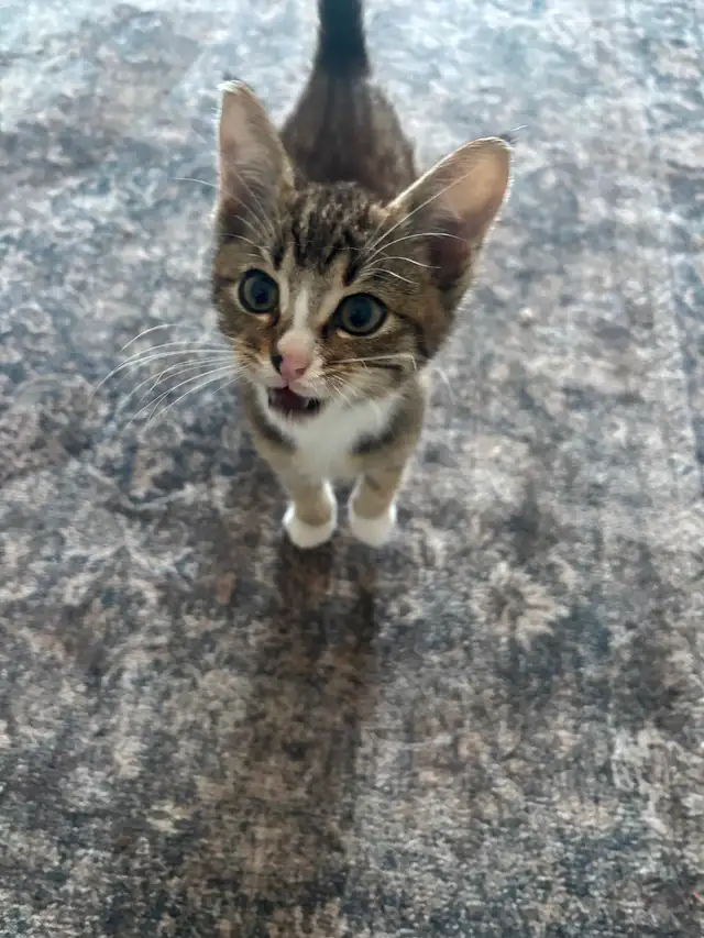 2-3 Month Old Kitten For Sale