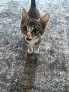 2-3 Month Old Kitten For Sale