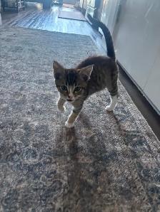 2-3 Month Old Kitten For Sale - Photo 2