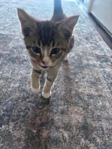 2-3 Month Old Kitten For Sale - Photo 3