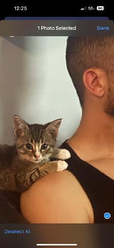 2-3 Month Old Kitten For Sale - Photo 4