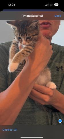 2-3 Month Old Kitten For Sale - Photo 5