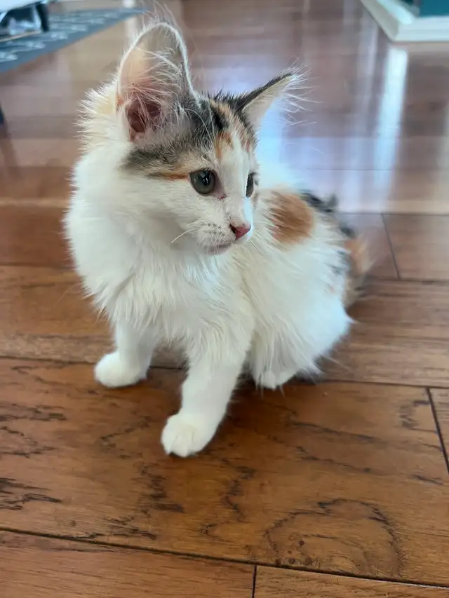 Darling calico kitten is ready for her forever home!