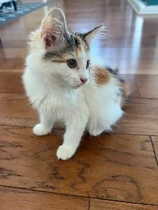 Darling calico kitten is ready for her forever home!