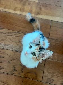 Darling calico kitten is ready for her forever home! - Photo 2