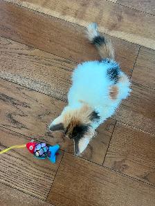 Darling calico kitten is ready for her forever home! - Photo 3