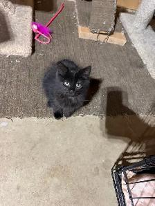Free Kittens - Photo 2