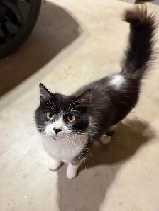 Free Kittens - Photo 5