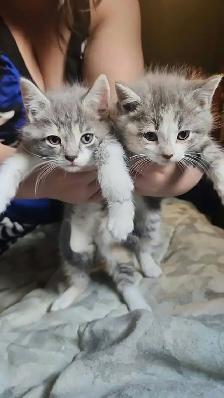 chatons a donner