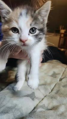 chatons a donner - Photo 2