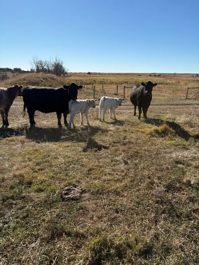 Fall Cow / Calf Pairs