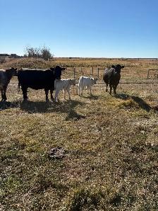 Fall Cow / Calf Pairs