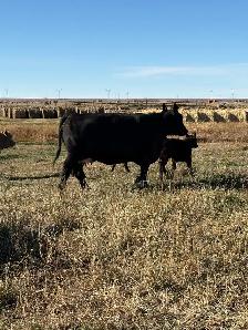 Fall Cow / Calf Pairs - Photo 2