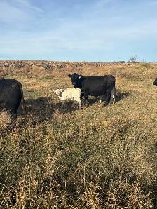 Fall Cow / Calf Pairs - Photo 3