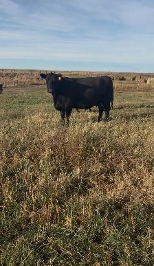 Fall Cow / Calf Pairs - Photo 4