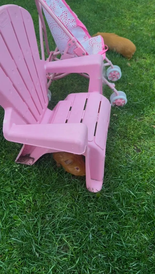 2 Male Guinea Pigs Rehoming