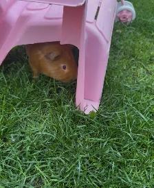2 Male Guinea Pigs Rehoming - Photo 2
