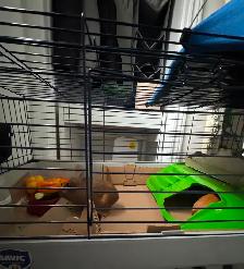 2 Male Guinea Pigs Rehoming - Photo 3