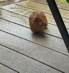 2 Male Guinea Pigs Rehoming - Photo 4