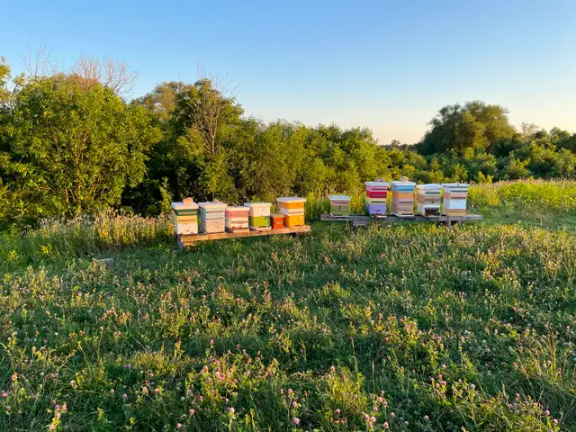 PURE, RAW, LOCAL WILDFLOWER HONEY