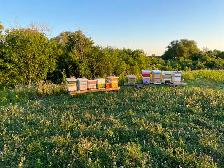 PURE, RAW, LOCAL WILDFLOWER HONEY