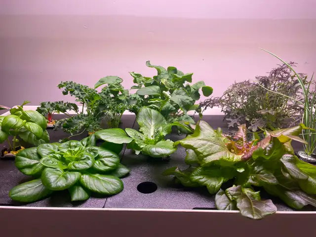 Rise Garden