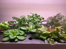 Rise Garden