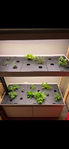 Rise Garden - Photo 2